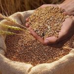 صادرات غلات و آرد قزاقستان از ۱۵ میلیون تن گذشت