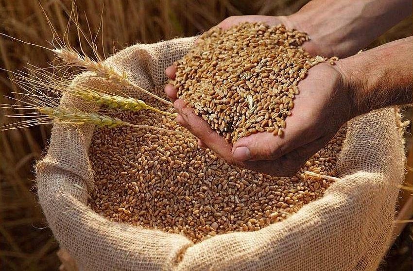 صادرات غلات و آرد قزاقستان از ۱۵ میلیون تن گذشت