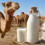شیر شتر قزاقستان در مسیر ورود به بازارهای چین و خاورمیانه